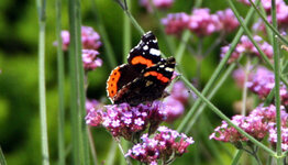 Verbena  image
