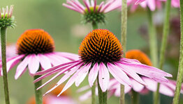 Echinacea image