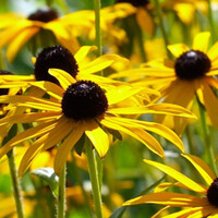 Rudbeckia