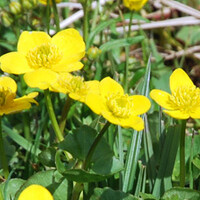 Dotterbloem