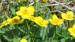 Dotterbloem image