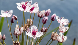 Zwanenbloem image