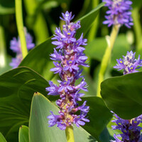 Waterplanten