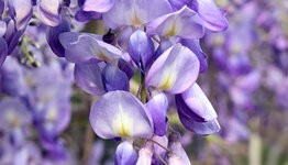 Blauwe regen image