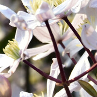 Groenblijvende Clematis