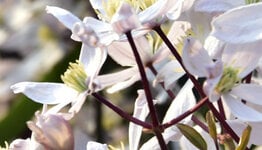 Groenblijvende Clematis image