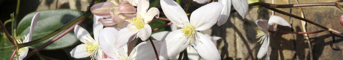 Clematis armandii