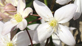 Clematis armandii image