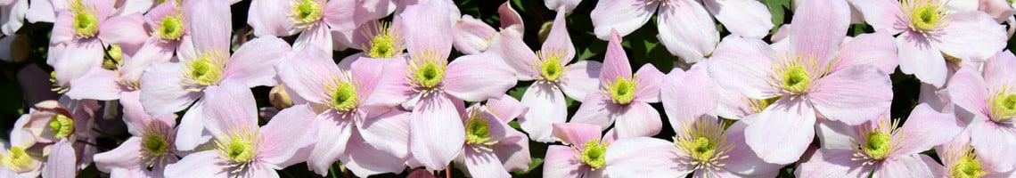 Kleinbloemige Clematis