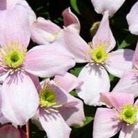 Kleinbloemige Clematis 