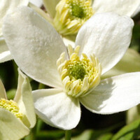 Clematis montana