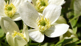 Clematis montana image