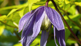 Clematis alpina  image