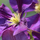 Clematis viticella