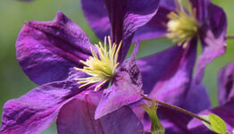 Clematis viticella image