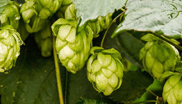 Hop image