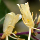 Lonicera henryi