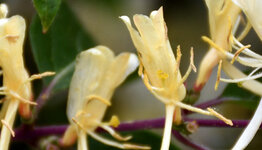 Lonicera henryi image