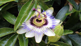 Passiebloem image