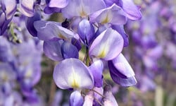 Klimplanten