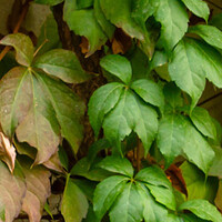 Alle klimplanten