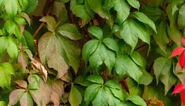 Alle klimplanten image