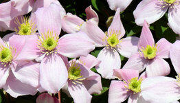 Clematis image