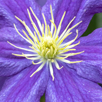 Grootbloemige Clematis 
