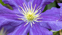 Grootbloemige Clematis  image