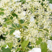 Klimhortensia