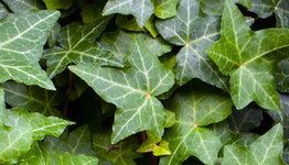 Hedera helix image