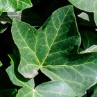 Hedera hibernica