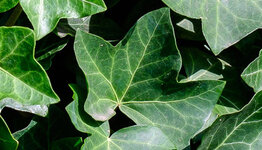 Hedera hibernica image