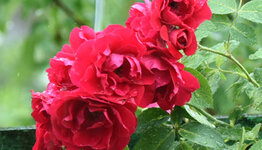 Doorbloeiende klimroos image