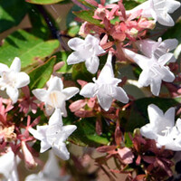 Abelia