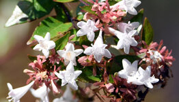 Abelia image
