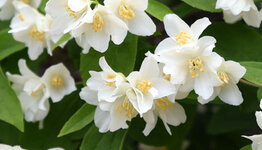 Boerenjasmijn  image