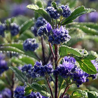 Caryopteris
