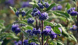Caryopteris image