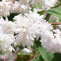 Deutzia