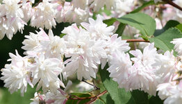 Deutzia image