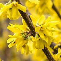 Forsythia 