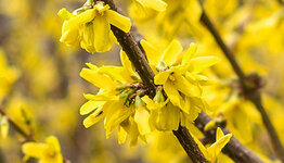 Forsythia  image