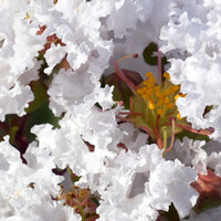 Lagerstroemia indica