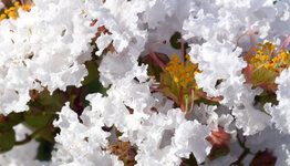 Lagerstroemia indica image