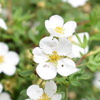 Potentilla