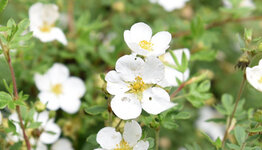 Potentilla image