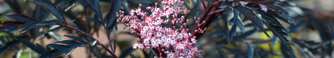 Sambucus nigra