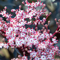 Sambucus nigra