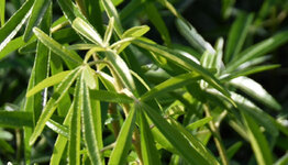 Choisya ternata image